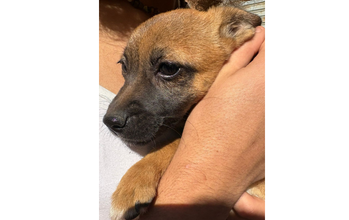 Chuquinha Cachorrinha SRD, de 9 meses de idade, caramelo de pelo curto, super dócil, medrosa no começo, mas quando cheira e conhece não sai de perto, brincalhona e lindinha