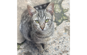 Cinzinha gatinho, 1 ano, pelagem tigrada, olhos verdes. Muito lindinho.
