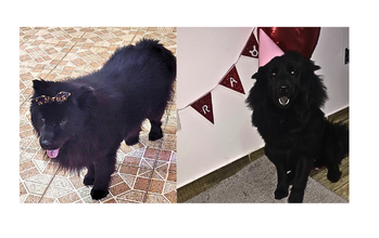 Clara Maria Cadela de pelagem preta, adulta e da raça Chow Chow