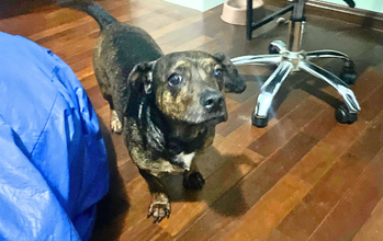Cleitinho Cachorrinho SRD, porte pequeno, tipo salsicha, 3 anos de idade, preto mesclado com marrom, Dócil, amoroso, companheiro, brincalhão, gosta de crianças, adora carinho e fofo