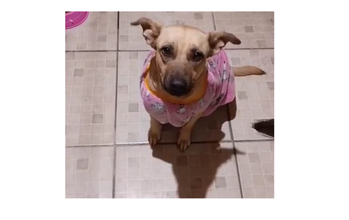 Clotilde Cadelinha sem raça definida, cor de pelagem bege bem clarinho e muito lindinha