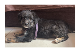 Cotoco Cachorrinho sem raça definida, 3 meses de idade, porte médio, pelagem comprida, cinza escuro, dócil e brincalhão.