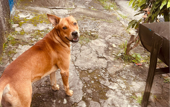 Cotoco Cachorrinho SRD, caramelo, porte grande, 2 anos de idade mais ou menos, muito esperto e tranquilo