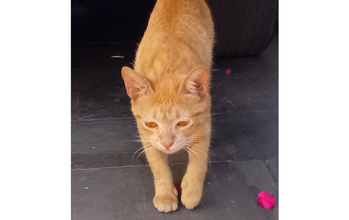 gatinho, filhote, pelagem laranjinha. Muito lindo. 