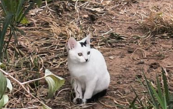 gatinha, filhote, pelagem branca com mancha preta na cabeça e cauda preta. Muito linda.