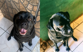 Cristal cachorrinha, porte médio, pelagem curta, toda preta com uma manchinha branca pequena no peitoral. Muito linda.