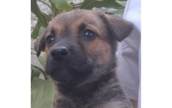 Dália cachorrinha, filhote, pelagem curta, preta com marrom clara. Muito fofinha.