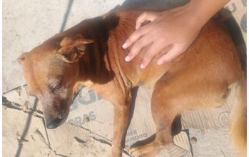 cachorrinha, idosa, porte pequeno, pelagem curta e toda caramelo. Muito lindinha.