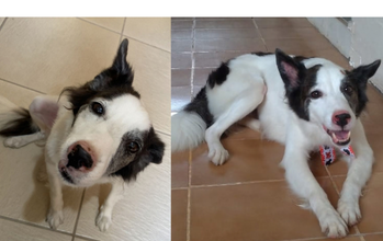 cahorrinha, idosa, pelagem média, branca com manchas pretas nas orelhas, dorso e cauda. Muito linda.