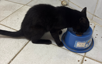 Dark Gatinho SRD, pretinho, de 3 anos de idade, ele é muito medroso e assustado, precisa de muita atenção para se adaptar e lindinho