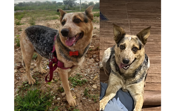 Dayla cadela, 6 anos, raça boiadeiro australiano com labrador, pelagem curta, cor padrão da raça boiadeiro australiano, preta e marrom com manchinhas pequenas brancas. Muito linda.