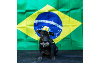 Debinha cachorrinha, filhote, 1 mês, pelagem preta, com manchinhas brancas no peitoral