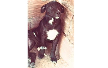 Diana Cachorrinha de 5 meses de idade, pretinha, muito dócil e linda