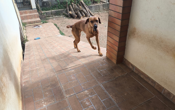 Diana Cachorrinha SRD, caramelo, quase 3 anos de idade, porte grande e muito espertinha