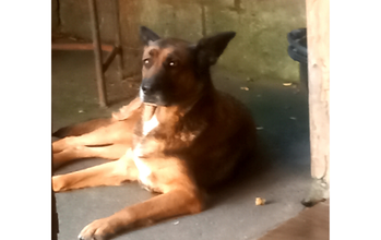 Diva cadela, raça pastor alemão, pelagem curta, preta, marrom escuro e marrom claro. Muito linda.