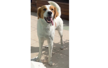 Dominique Cachorrinho SRD, de porte médio, de 3 anos de idade, branco com manchas em caramelo com formato máscara, muito dócil e brincalhão.