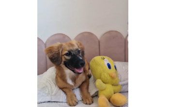 Dorothy Cachorrinha sem raça definida, pelagem longa e caramelo, com 5 meses de idade, muito linda, dócil e calma