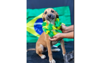 Dudinha cachorrinha, filhote, pelagem caramelo, com manchinha branca no peitoral e nas patinhas e focinho preto