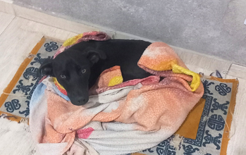 Dudu cachorro, 8 meses, porte grande, pelagem curta e toda preta. Olhos verdes. Muito lindinho.