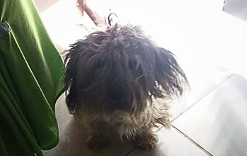 Cachorrinho de porte pequeno, peludinho, parecido com Yorkshire, por volta de 5 anos de idade, assustado e precisando de carinho e cuidados