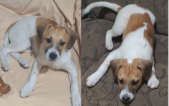 Duke Cahorrinho SRD, 7 meses de idade, branco com manchinhas em caramelo, pelo curto, dócil, sociável, brincalhão, inteligente aprende comandos rapidos e lindinho