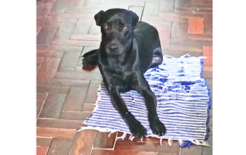 Duke Cachorro de 2 anos de idade, SRD, pelagem curta e preta, Calmo , carente , tímido e fofo