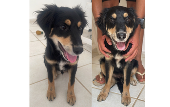 Duke cachorrinho, filhote, pelagem média, preta com manchinhas marrons claras na sobrancelha, patas, peitoral e focinho. Muito lindo.