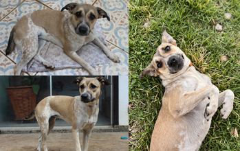 Duna cachorrinha, 11 meses, porte médio, pelagem curta marrom claro com várias manchinhas brancas, focinho preto. Muito lindinha.