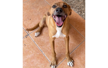 Duque Cachorrinho SRD, 7 anos de idade, caramelo com manchinha branca do pescoço ao peito, muito brincalhão, cheio de energia, agitado e lindinho