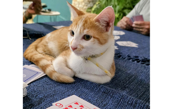 Edmilsom Gatinho laranja rajado, SRD, de 3 meses de idade, dócil, brincalhão e manso