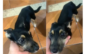 Emy cachorrinha feemea, filhote, pelagem preta com manchinhas marrons na sobrancelha e nas patinhas. Muito lindinha