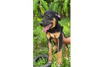 Enzo Cachorrinho SRD, caramelo com preto, aproximadamente 4 meses de idade, espertinho e muito fofo