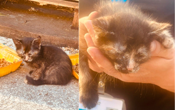Escaminha Gatinha SRD, escaminha, nasceu em uma colônia de gatos, deve ter 3 meses de idade, muito fofinha e espertinha