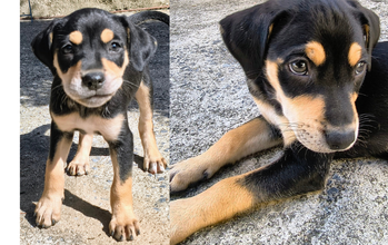 Espulera cachorrinha, filhotinha, cor preta com manchinhas marrons, dócil e lindinha.