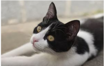 Fa Gatinho de 2meses de idade, branco e preto, muito lindo, brincalhão e curioso