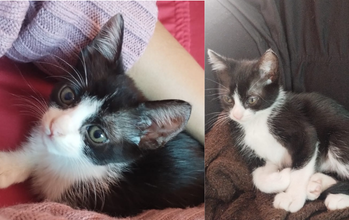 Filhote (sem nome) gatinho, filhote, pelagem preta no dorso e branca no focinho, pescoço, peitoral e patinhas. Olhos verdes. Muito fofinho.