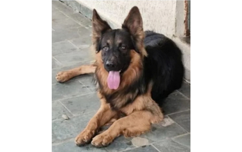 Faísca cachorro, grande porte, adulto, raça pastor alemão, pelagem longa de coloração característica da raça. Muito lindo.