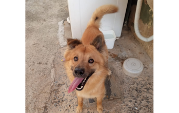 Faísca Cãozinho, adulto, porte médio, pelagem média (tipo chow chow), toda caramelo. Olhos cor de mel. Muito lindo.