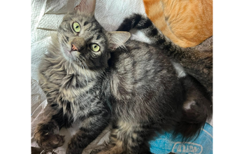Faísca gato, adulto, pelagem longa, tigrado e olhos verdes. Muito lindo.