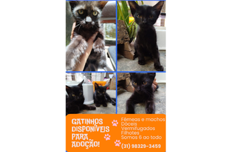 Filhote (sem nome) Gatinha SRD, de 4 meses de idade, preta e muito linda