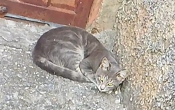 Fêmea (sem nome) gatinha, fêmea, pelagem cinza com alguns rajados mais claros, muito fofinha