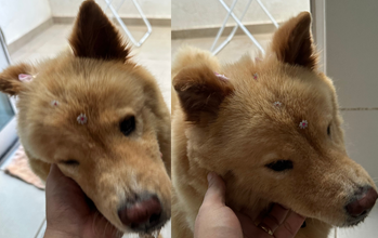 Fêmea (sem nome) cachorrinha, raça chow chow, cor marrom, lindinha