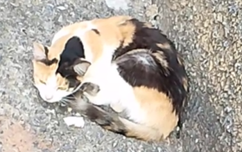 Fêmea (sem nome) gatinha, tricolor, adulta e muito fofinha