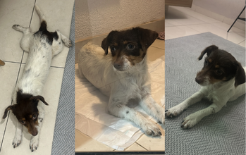 Fêmea (sem nome) cachorrinha, jovem, porte pequeno, pelagem curta, branca com manchinhas pelo corpo e rosto marrom escuro com marrom claro. Muito linda.