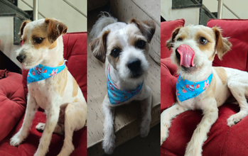 Cachorrinho, por volta de 4 meses, porte pequeno, peludinho tipo fiapo de manga, branco com caramelo, dócil, brincalhão e meigo 