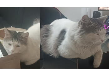 gatinho, pelagem média, branca com manchas cinzas na cabeça e na lateral esquerda e no flanco esquerdo. Muito fofinho.