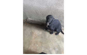 Cachorrinho SRD, 4 meses de idade, pretinho e de pelo curto, manso e lindinho