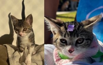 Filhote (sem nome) gatinha, filhote, pelagem tigrada no dorso e branca no ventre, pescoço e patinhas. Olhos cor de mel. Muito fofinha.