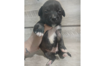 cachorrinho, filhote, pelagem curta, preta, com mancha branca no peitoral, na barriguinha e nas patinhas. Muito fofo.