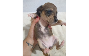 cachorrinho, filhote, pelagem curta, caramelo, preto e marrom claro, com manchas brancas na barriguinha. Muito lindo.